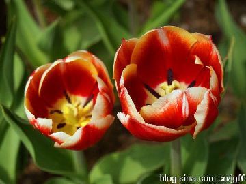 北京植物園郁金香進(jìn)入花期(園內(nèi)各品種郁金香圖片大全)