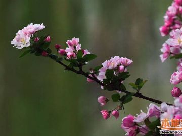 2020年北京五一賞花的地方有哪些幾個(gè)排行榜