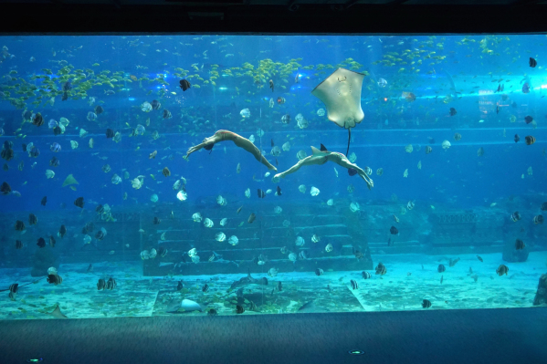 重慶漢海海洋公園游玩攻略最新演出時(shí)間表