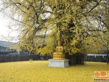 西安古觀音禪寺幾月份去好