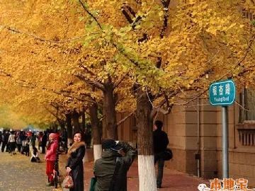 沈陽賞銀杏的地方有哪些  校園銀杏之路