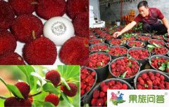 石屏楊梅節(jié)吃貨們的最愛_石屏楊梅節(jié)是什么時候?