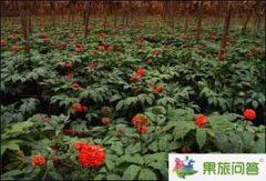 云南三七產(chǎn)地——文山 轉載云南三七網(wǎng)