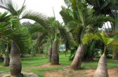 近期去云南全境游路線報(bào)價(jià)是多少錢