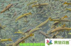 品嘗裂腹魚就到香格里拉屬都湖（云南屬都湖）