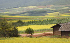 八月看油菜花？只要你敢想，我就把太安介紹給你！