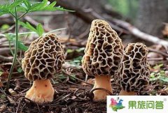 云南人帶你品嘗六月云南野生菌_有毒野生菌區(qū)分攻略