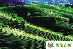 跟隨昆明國(guó)旅去普洱體驗(yàn)茶園樂(lè)趣