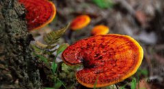 云南10大著名野生菌，吃貨不能放過！云南特產(chǎn)