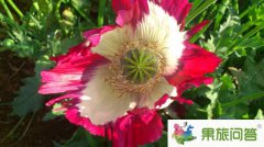 <b>云南旅游夢千回【云南景點堪稱天下一絕】</b>