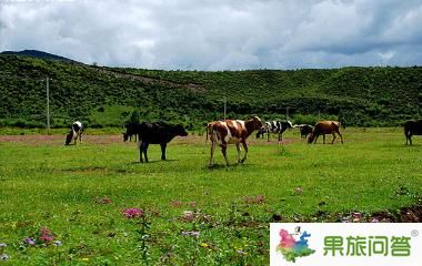 香格里拉大草原-昆明國旅告訴您，云南旅游怎樣管住自己的錢包