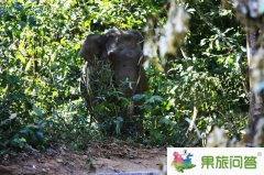 西雙版納野象谷景區(qū) 我看到了真正的野象