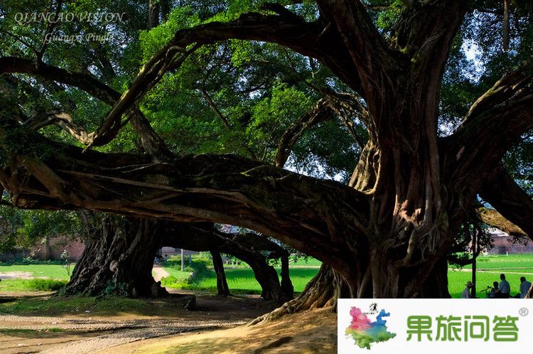 <b>春季到昆明,版納,大理、麗江快巴旅游行程7天6晚游</b>