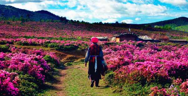 這個(gè)季節(jié)是香格里拉花季,現(xiàn)在去云南旅游安全嗎?云南旅游十一旺季去云南旅游安全了嗎?