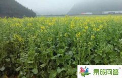 <b>2020今年羅平油菜花節(jié)什么時(shí)侯開(kāi)?</b>