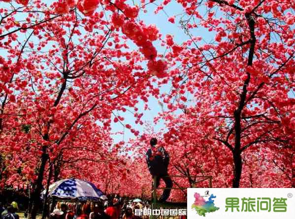 昆明市區(qū)旅游攻略：馬年2.14情人節(jié)昆明市區(qū)有什么好玩的？