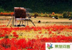 國慶節(jié)去香格里拉大草原有大片的格?；▎?？