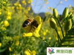 <b>今年云南2020羅平國(guó)際油菜花文化旅游節(jié)是開(kāi)了嗎始?</b>