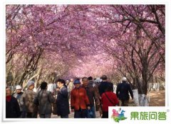 今年圓通山的櫻花開了沒?。坷ッ鳈鸦ü?jié)是什么時候？