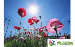 <b>云南罌粟花的花語(yǔ)是什么?鴉片花是什么樣的?</b>